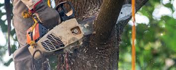 How Our Tree Care Process Works  in  Brentwood, MO